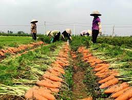Trên 60% diện tích cà rốt của nông dân trồng ở tỉnh ngoài đã được thu hoạch